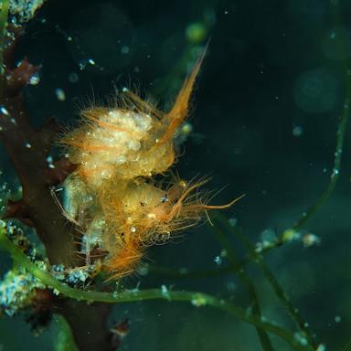 DIVE INTO LEMBEH
